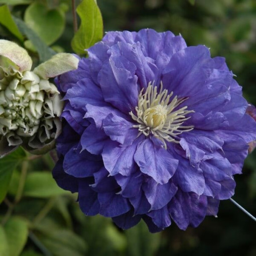 Clematis Kiri Te Kanawa (large‑flowered) DOUBLE  4L