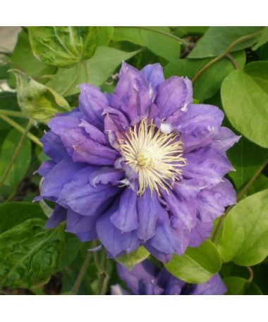 Clematis Kiri Te Kanawa (large‑flowered) DOUBLE  2L