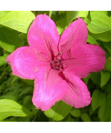 Clematis Kardynał Wyszyński (large‑flowered)  2L