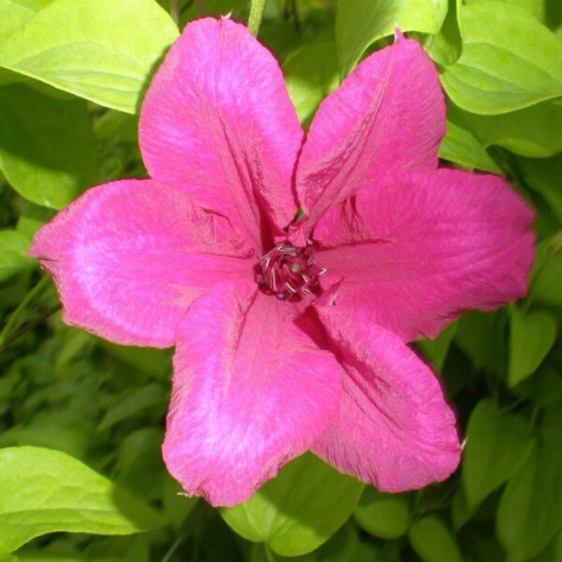 Clematis Kardynał Wyszyński (large‑flowered)  2L