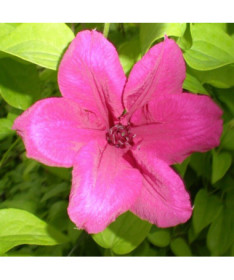 Clematis Kardynał Wyszyński (large‑flowered)  2L