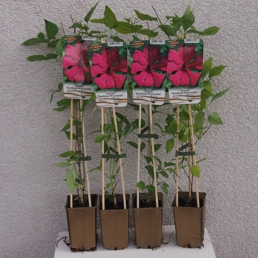 Clematis Kardynał Wyszyński (large‑flowered)  2L