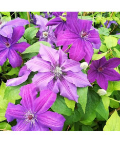 Clematis Kacper (large‑flowered)  2L