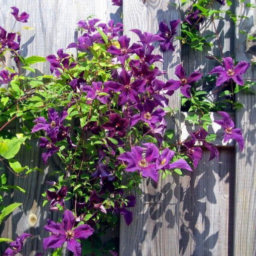 Clematis Kacper (large‑flowered)  2L