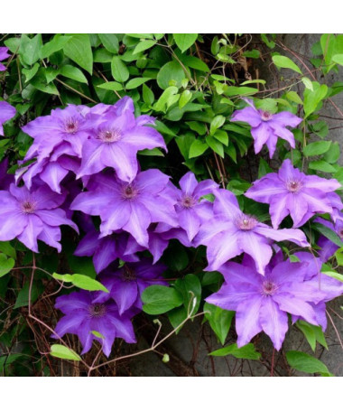 Clematis Kacper (large-flowered)  4L
