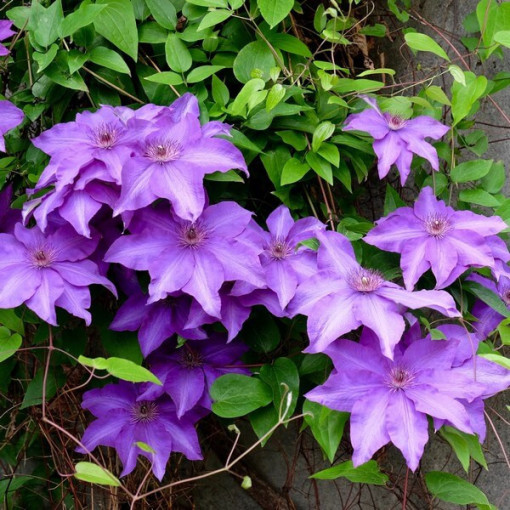 Clematis Kacper (large-flowered)  4L