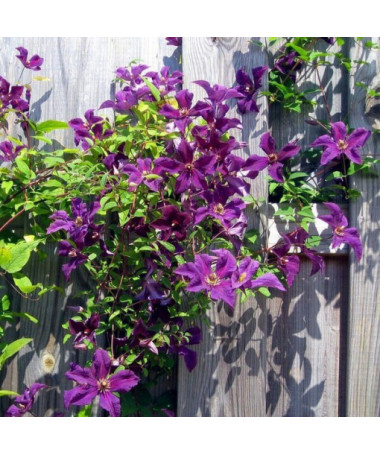 Clematis Kacper (large-flowered)  4L