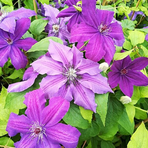 Clematis Kacper (large-flowered)  4L