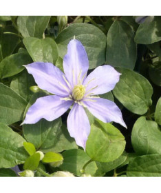 Clematis Justa (large‑flowered)  2L