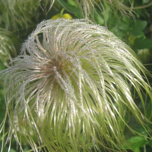 Botanical Clematis 'Bill Mackenzie', 4L pot.
