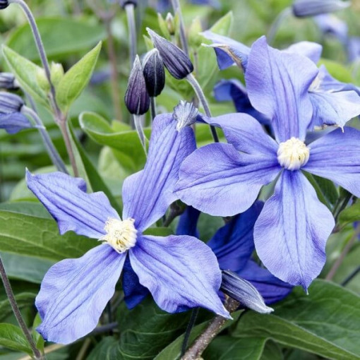 Clematis Justa (large‑flowered)  2L