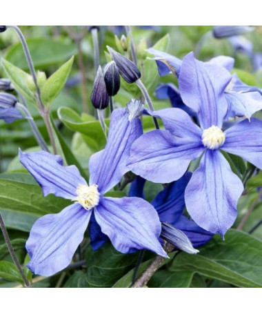 Clematis Justa (large‑flowered)  4L