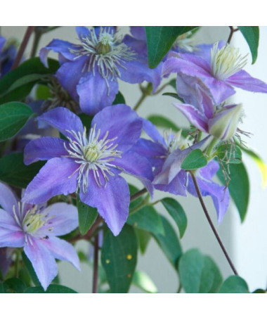Clematis Justa (large‑flowered)  4L