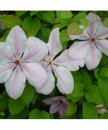 Clematis ‘Jan Paweł II' (large‑flowered) 4‑litre pot