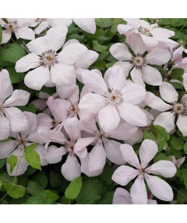 Clematis ‘Jan Paweł II' (large‑flowered) 4‑litre pot