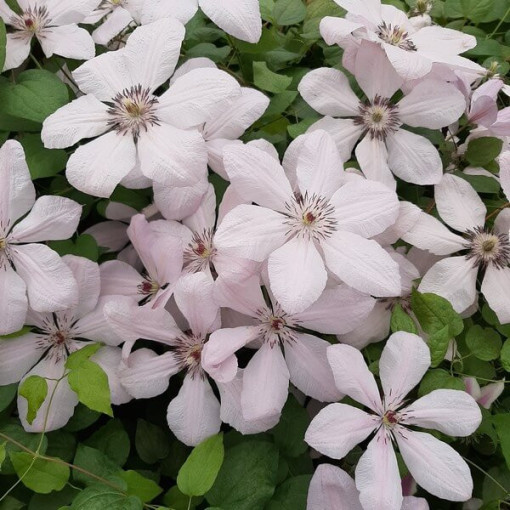 Clematis ‘Jan Paweł II' (large‑flowered) 4‑litre pot