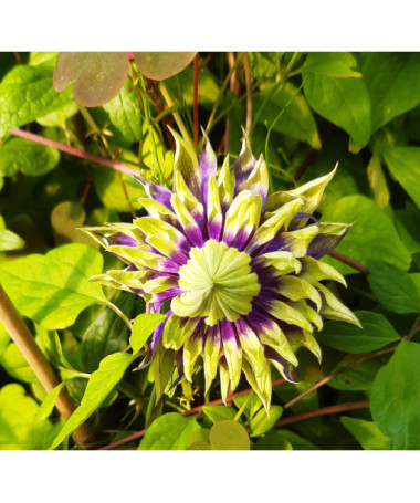 Clematis 'Taiga®' pot. 4L