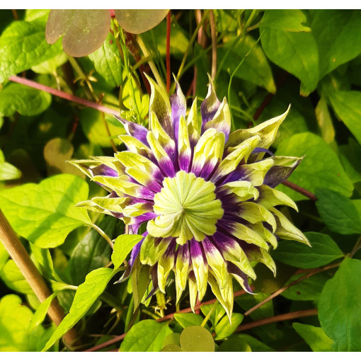 Clematis 'Coco Lovers' pot. 4L