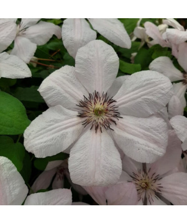 Clematis Jan Paweł II (large‑flowered)  2L