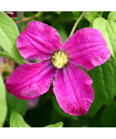 Clematis ‘Inspiration Zoin®' (herbaceous clematis)  4L