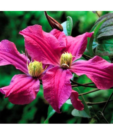 Clematis ‘Inspiration Zoin®' (herbaceous clematis)  2L