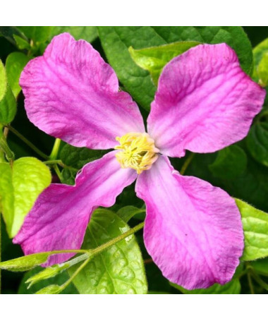 Clematis ‘Inspiration Zoin®' (herbaceous clematis)  2L