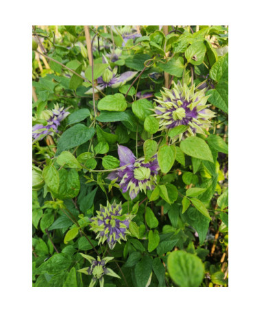 Clematis 'Taiga®' pot. 4L