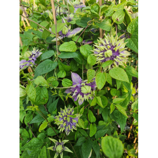 Clematis 'Coco Lovers' pot. 4L