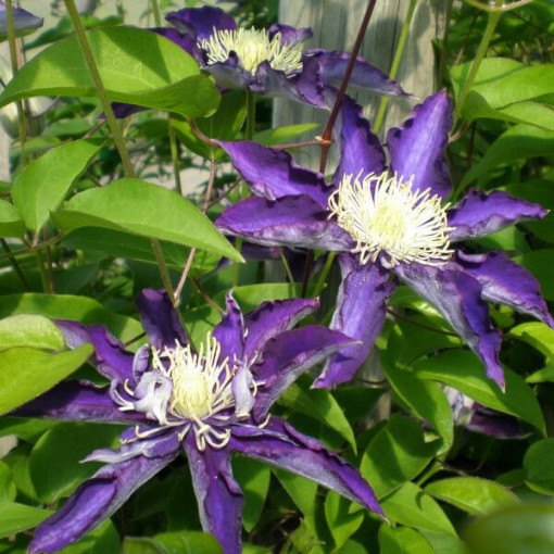 Clematis Hakuookan (large‑flowered)  2L