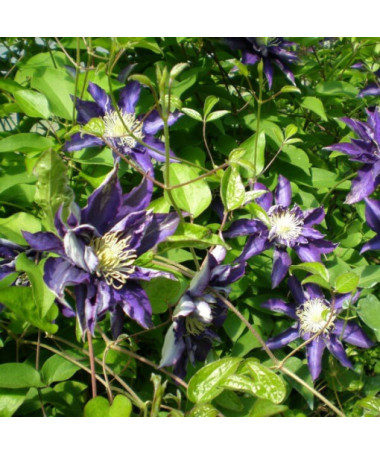 Clematis Hakuookan (large‑flowered)  2L