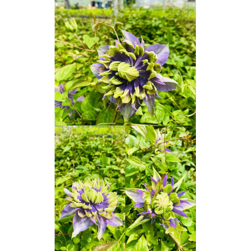 Clematis 'Coco Lovers' pot. 4L