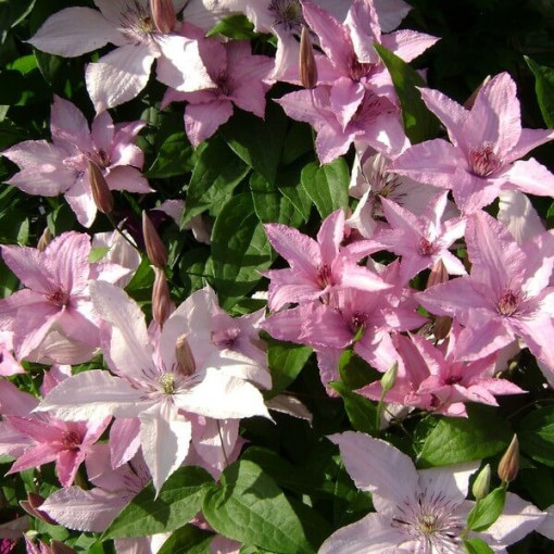 Clematis Hagley Hybrid (large‑flowered)  4L