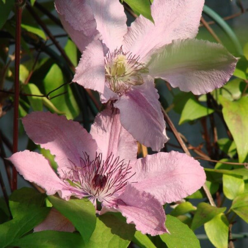 Clematis Hagley Hybrid (large‑flowered)  4L