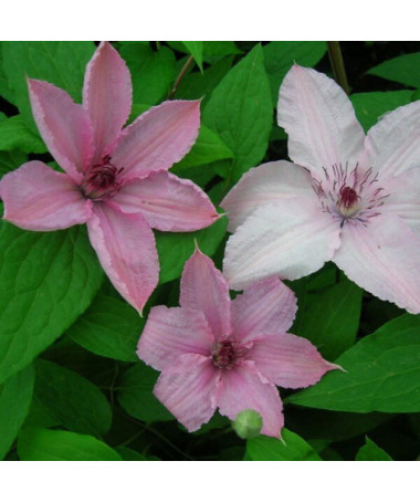 Clematis Hagley Hybrid (large‑flowered)  2L