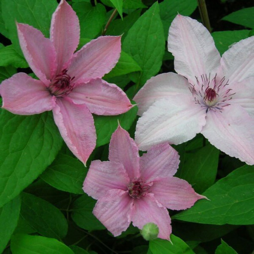 Clematis Hagley Hybrid (large‑flowered)  2L