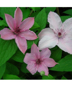 Clematis Hagley Hybrid (large‑flowered)  2L