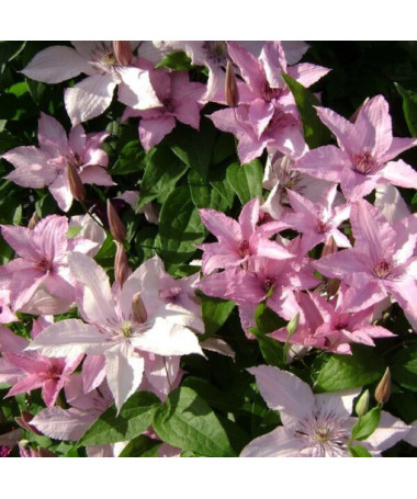 Clematis Hagley Hybrid (large‑flowered)  2L