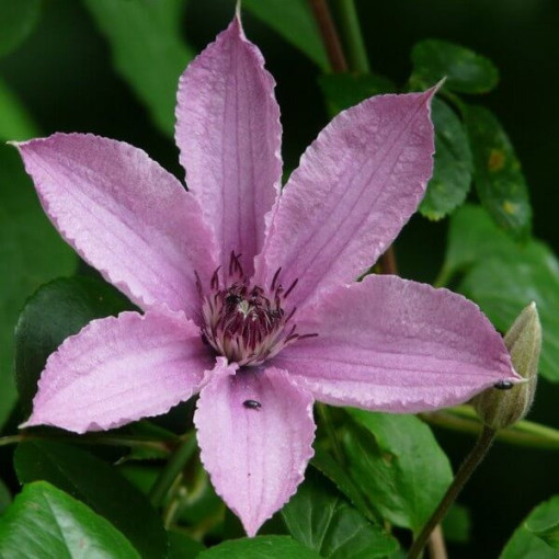 Clematis Hagley Hybrid (large‑flowered)  2L