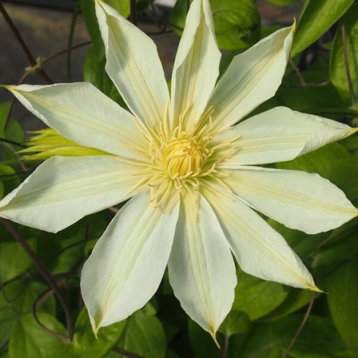 Clematis Guernsey Cream 2L