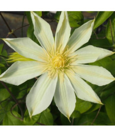 Clematis Guernsey Cream 2L