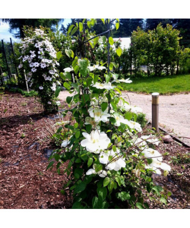 Clematis Guernsey Cream 2L