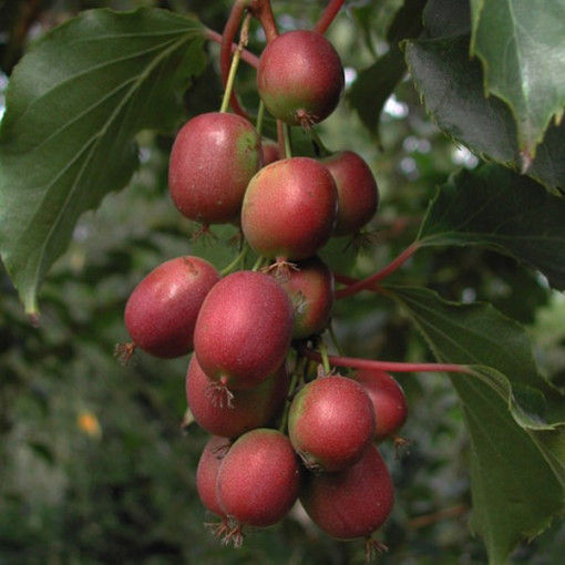 Kiwi Actinidia Ken's Red (spiny-leaved) pot. 4L