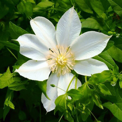 Clematis Guernsey Cream 2L