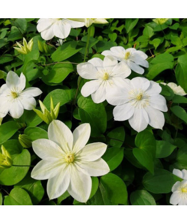 Clematis ‘Guernsey Cream'  4L