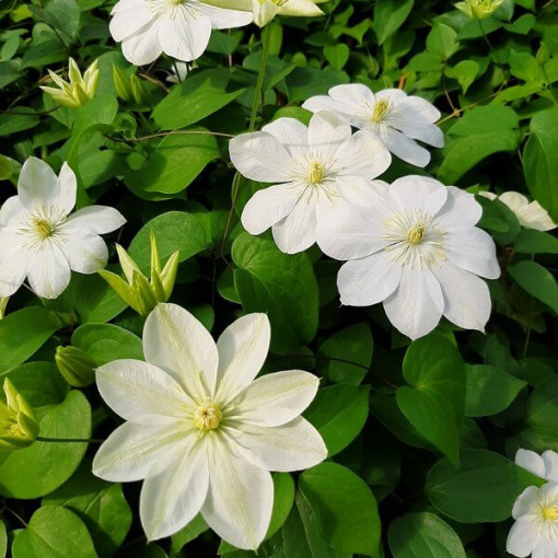 Clematis ‘Guernsey Cream'  4L