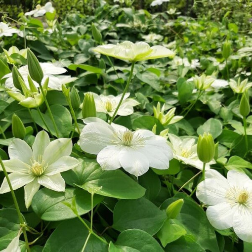 Clematis ‘Guernsey Cream'  4L