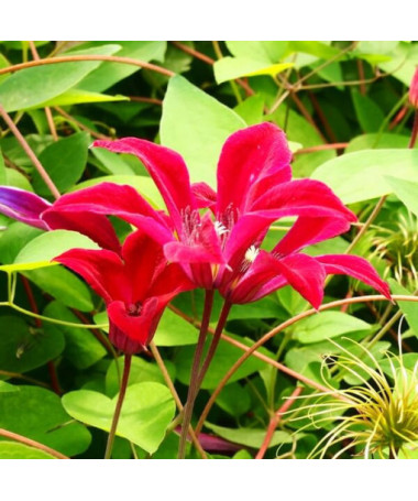Clematis Gravetye Beauty (botanical)  2L