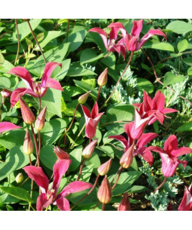 Clematis Gravetye Beauty (botanical)  2L