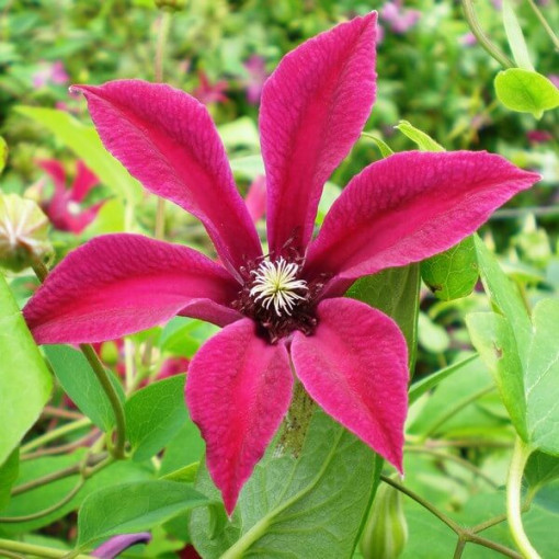 Clematis Gravetye Beauty (botanical)  2L