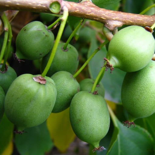 Kiwi Actinidia Issai (spiny-leaved) SELF-POLLINATING, pot 4L